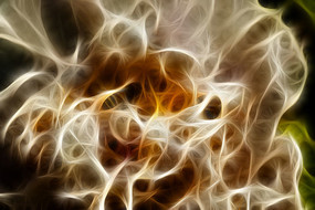 ��ɫĵ��������������