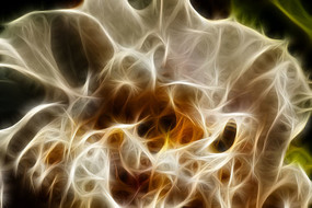 ��ɫĵ�����޿����