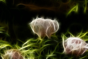 ��ɫĵ�����޿�