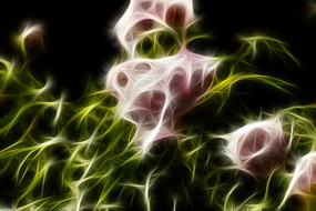 ��ɫĵ�����޿򻭳���