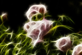 ��ɫĵ�����޿򻭳���������