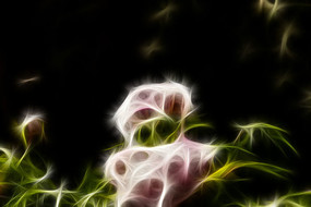 ��ɫĵ�����޿�������