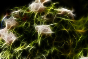 ��ɫĵ����������