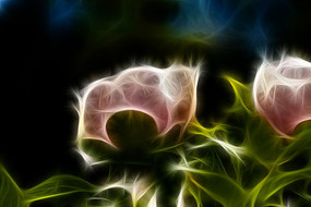 ��ɫĵ����װ�λ�