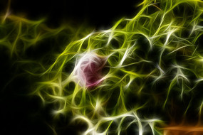 ��ɫĵ����װ�λ�����