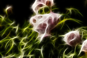 ��ɫĵ����װ�λ��޿򻭳���