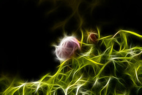 ��ɫĵ����װ�λ�������