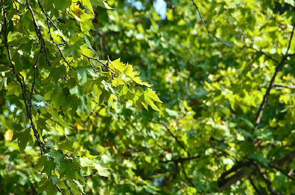 ������ľ����