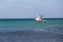 ���躣Ÿ������д