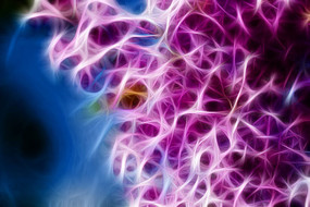 ��ɫ���㻨�����޿�