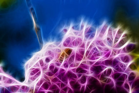 ��ɫ���㻨����������