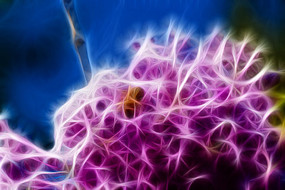 ��ɫ���㻨����װ�λ�