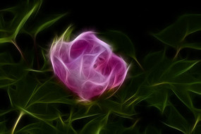 ��ɫĵ��������