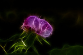 ��ɫĵ���������޿�