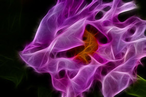 ��ɫĵ��������������