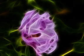 ��ɫĵ��������װ�λ�