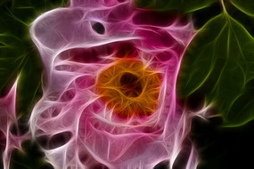 ��ɫĵ�����޿�