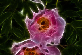 ��ɫĵ�����޿�