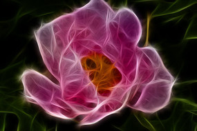 ��ɫĵ����װ�λ�