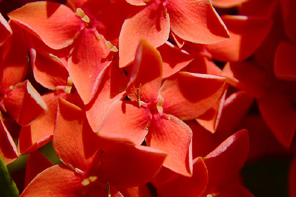 ����΢�໨��