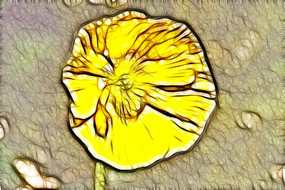 ��ɫ�������޿����