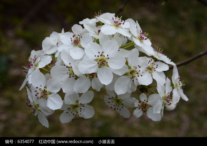 花枝招展的梨花