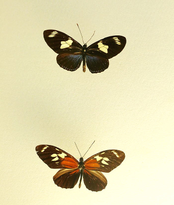 ����������걾