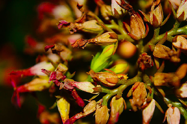 �����ɿݵĻ���