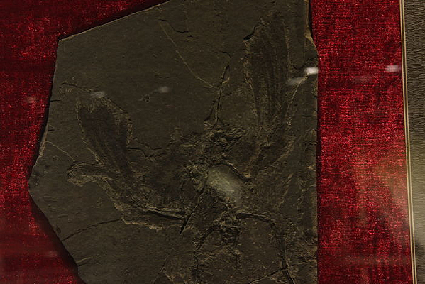 ��С������ʯ