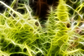 ާ��ֲ������޿�