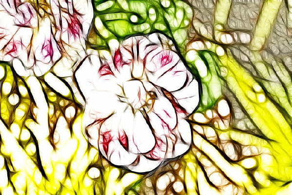 �����ʺ�������������