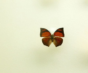 ���޺����ݰ��̵��걾