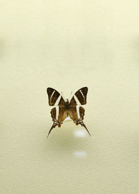 ���޺����������̵��걾