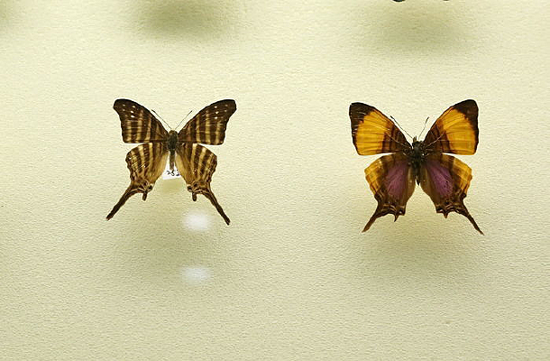 ���޺�������̵��걾