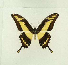 ���޺�����������ı걾