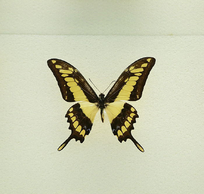 ���޺������ŷ���걾