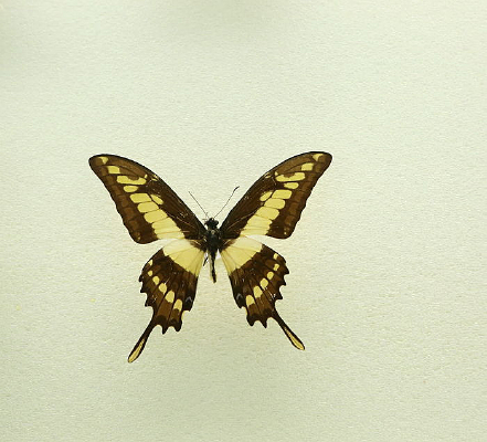 ���޺������ŷ���걾