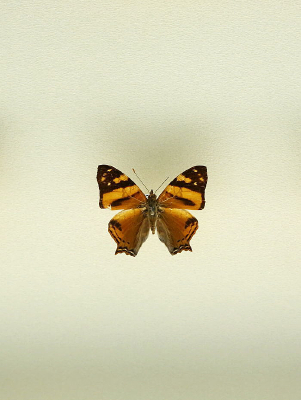 ���޺������̵��걾