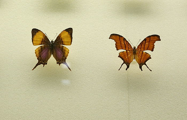 ���޺�����β���̵��걾