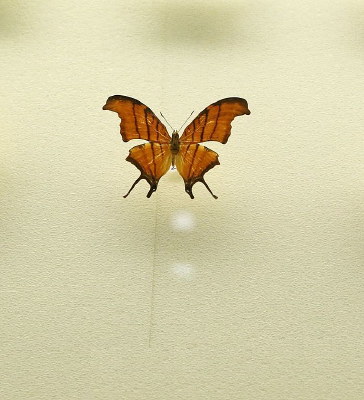 ���޺�����β���̵��ı걾