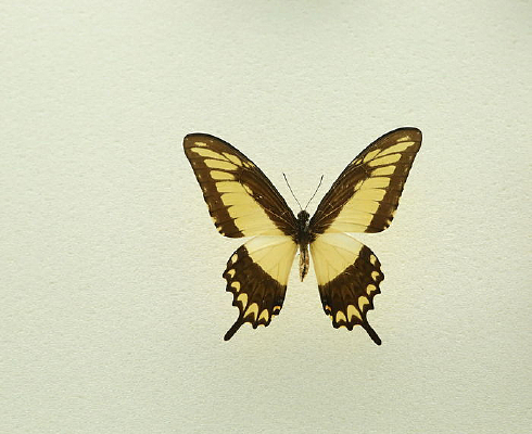 ���޺���������걾