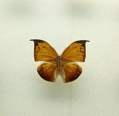 ���޺�����Ҷ�̵��걾