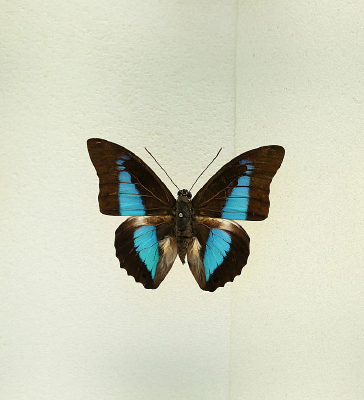 ���޺�����Ҷ�̵��걾