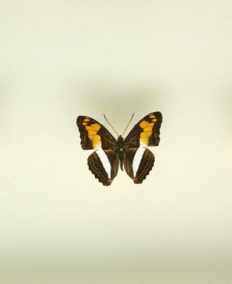 ���޺���������̵��걾