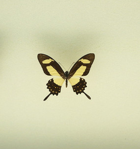 ���޺�����۷���걾