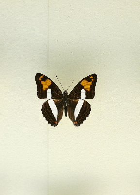 ���޺����߰��̵��걾