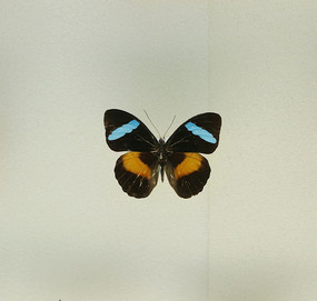 ���޺��������̵��걾