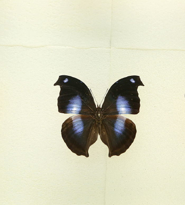 ���޺��������̵��걾