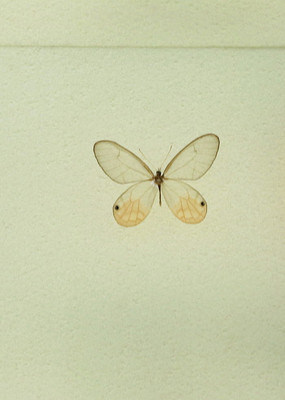 ���޺�����Ū���걾