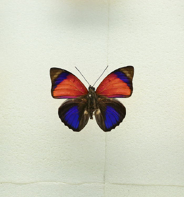 ����õ��ɫ�����걾